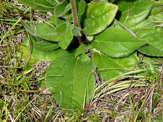 {Helianthus heterophyllus}